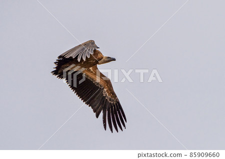 Griffon vulture, Gyps fulvus in Monfrague National Park. Extremadura, Spain 85909660