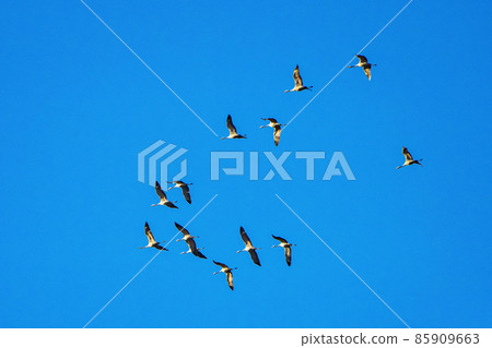 Common crane, Grus grus in Monfrague National Park. Extremadura, Spain 85909663