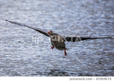 The flying greylag goose, Anser anser is a species of large goose 85909678