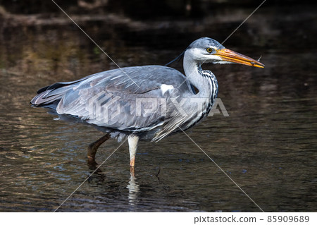 While fishing in the moving water a grey heron, Ardea cinerea successfully caught a fish. While fishing in the moving water a grey heron, Ardea cinerea successfully caught a fish. 85909689