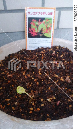 Jatropha podagrii budding Jatropha podagrii budding 85909772