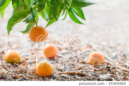 Tangerine tree branch and fruits lying on the ground Tangerine tree branch and fruits lying on the ground 85909968