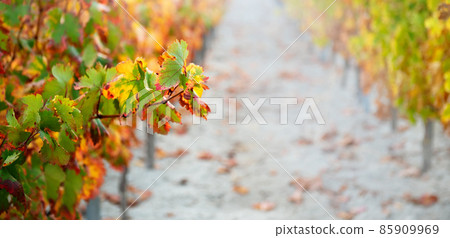 Autumn vineyard background with multicolored leaves and rows of vine plants in perspective Autumn vineyard background with multicolored leaves and rows of vine plants in perspective 85909969