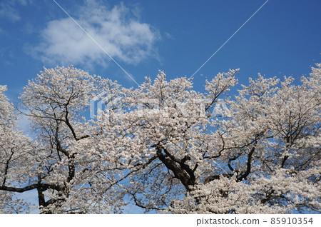 藍天和盛開的櫻花 85910354