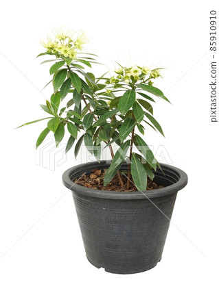 Xanthostemon Chrysanthus isolated on white background 85910910