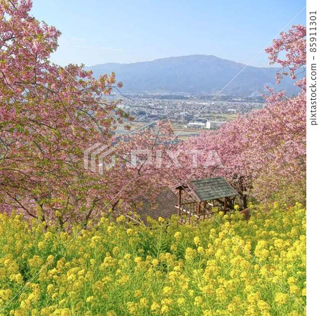 Spring in full bloom Kawazu cherry blossoms and rape blossoms scenery square composition 85911301