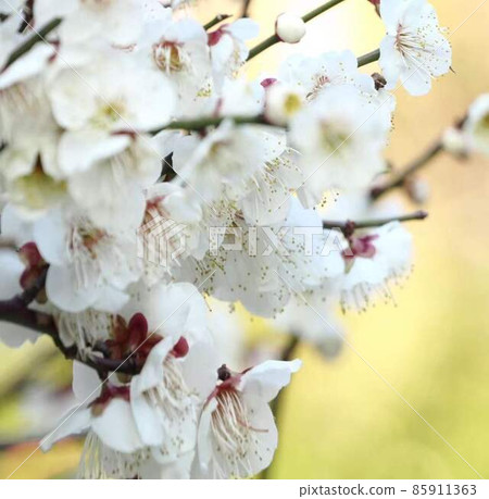 早春白梅*方形組成 85911363
