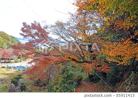 Autumn leaves of Obi Kaneko Autumn leaves of Obi Kaneko 85911413
