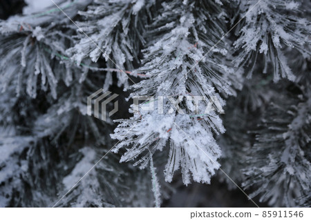 Beautiful pine branches covered with frost with decorations after Christmas Beautiful pine branches covered with frost with decorations after Christmas 85911546