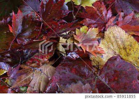 Autumn leaves background 85911855