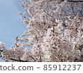 Cherry blossoms in Kyoto 85912237