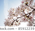 Cherry blossoms in Kyoto 85912239