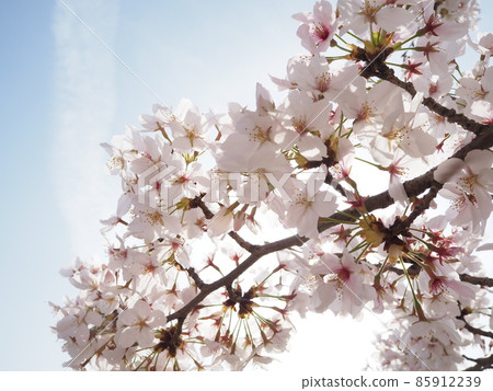 Cherry blossoms in Kyoto Cherry blossoms in Kyoto 85912239