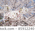 Cherry blossoms in Kyoto 85912240