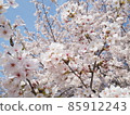 Cherry blossoms in Kyoto 85912243