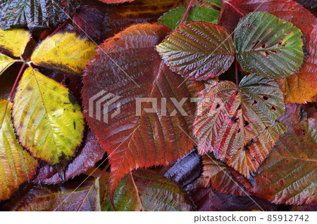 Autumn leaves Autumn leaves 85912742