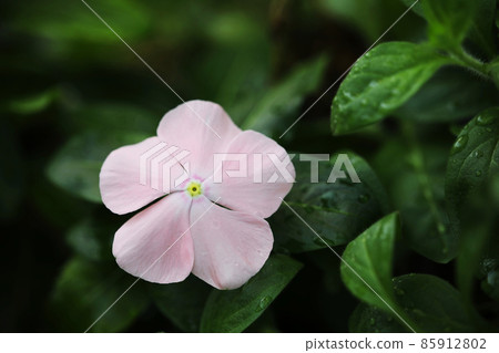 Pink watercress flower macro closeup 85912802