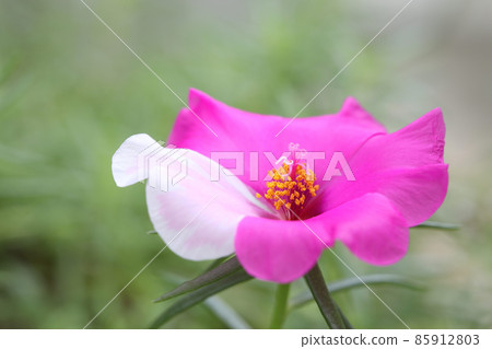 Portulaca oleracea flower macro closeup 85912803
