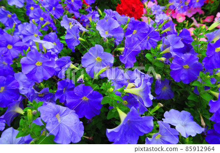 花床風景 85912964