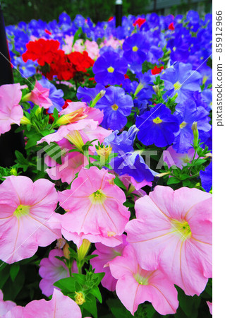 花床風景 花床風景 85912966