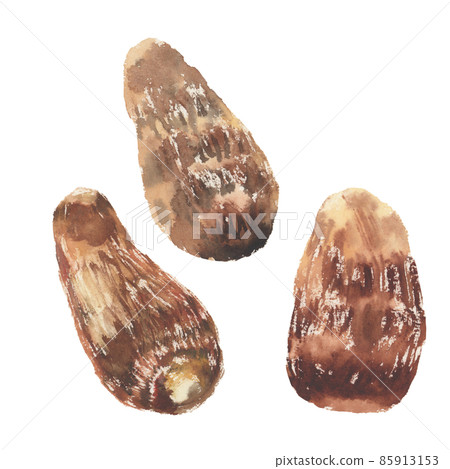 Illustration of taro drawn in watercolor Illustration of taro drawn in watercolor 85913153
