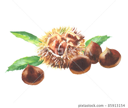 用水彩畫的栗子插圖 用水彩畫的栗子插圖 85913154