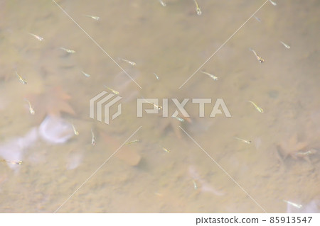 Medaka of Odawara water system Medaka of Odawara water system 85913547