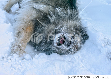 Keeshond dog having fun swimming in the snow Keeshond dog having fun swimming in the snow 85913752