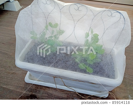 陽台花園無紡布豌豆花盆 陽台花園無紡布豌豆花盆 85914118