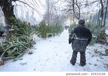 Unsold and abounded pines and firs left by sellers after Christmas holidays, Ukraine Unsold and abounded pines and firs left by sellers after Christmas holidays, Ukraine 85914189