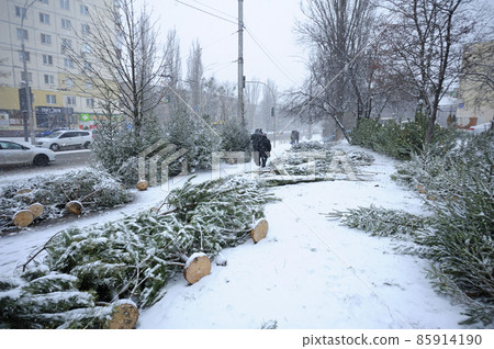 Unsold and abounded pines and firs left by sellers after Christmas holidays, Ukraine 85914190