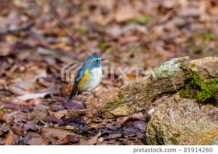 Blue bird red-flanked bluetail Blue bird red-flanked bluetail 85914260