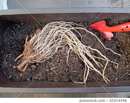 I'm going to plant asparagus seedlings in a planter 85914446