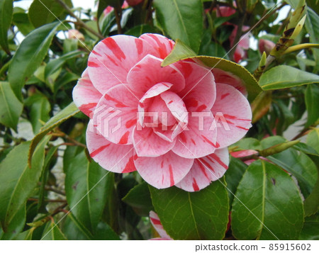 Camellia Camellia 85915602