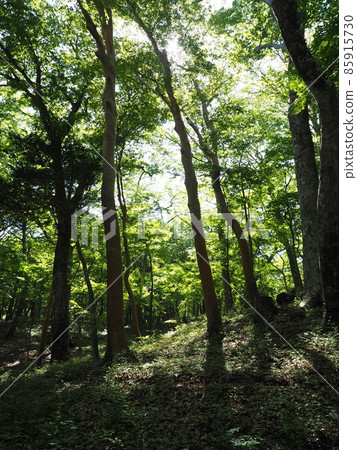 Fresh green forest early summer light Fresh green forest early summer light 85915730