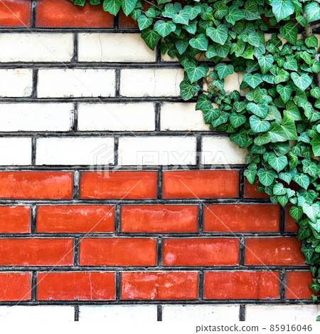brick wall overgrown with ivy in the background brick wall overgrown with ivy in the background 85916046
