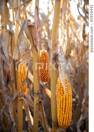 Dry corn stalks with cobs backlit by sun at fields autumn time 85916441