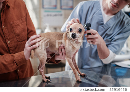 Vet doctor examining the ears of little dog with medical equipment with the owner holding its on the table in vet clinic 85916456