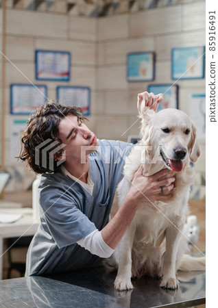 Young vet doctor examining the body of domestic dog while its sitting on the table in vet clinic Young vet doctor examining the body of domestic dog while its sitting on the table in vet clinic 85916491