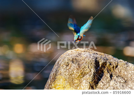 Kingfisher Kingfisher 85916600
