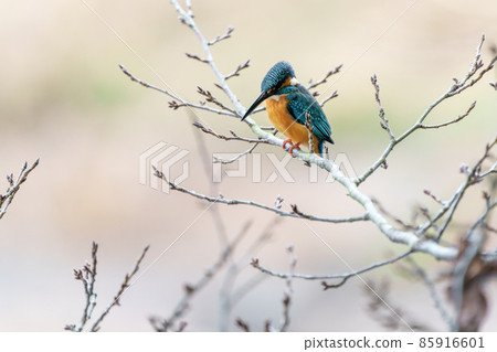 Kingfisher Kingfisher 85916601