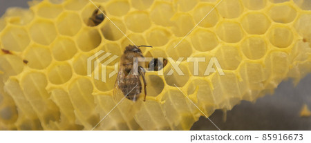 In the nest of western honey bees 85916673