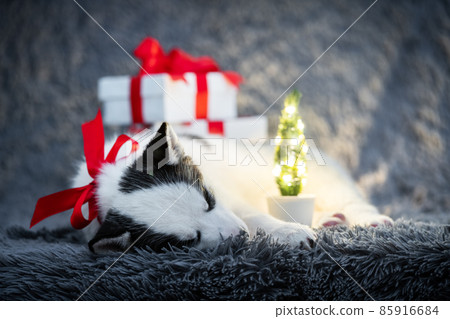 A small white dog puppy breed siberian husky 85916684