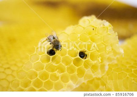 Western honey bee up 85916706