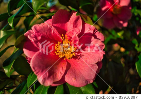 Camellia in full bloom 85916897