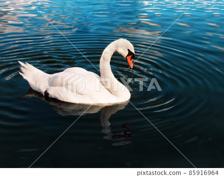 white swan swims in the water close up 85916964