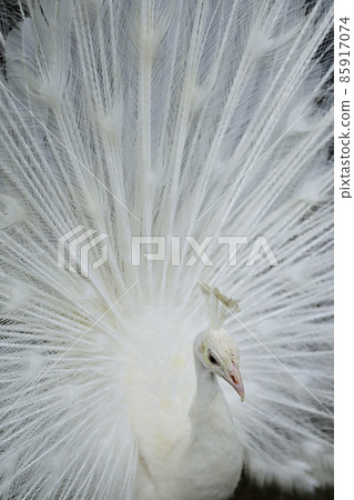 Peacock spreading feathers Peacock spreading feathers 85917074