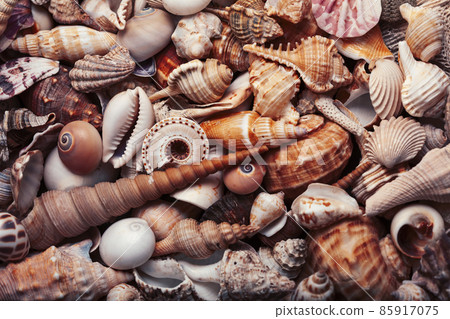 a lot of different empty sea shells, natural background, macro details 85917075