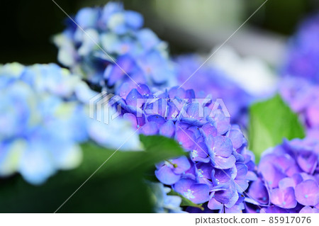 hydrangea hydrangea 85917076