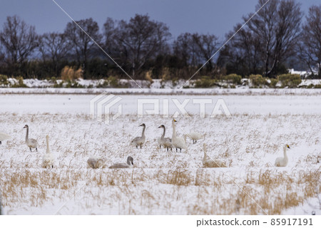 《Ishikawa Prefecture》 Kaga City, a flock of swans 《Ishikawa Prefecture》 Kaga City, a flock of swans 85917191